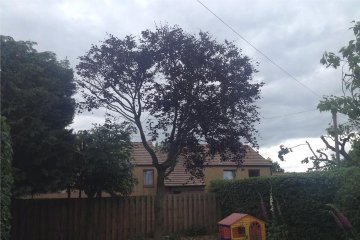 A tidy up of trees and hedges in a garden in Edinburgh, after photo
