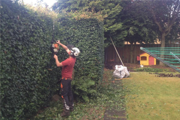 A tidy up of trees and hedges in a garden in Edinburgh, before photo