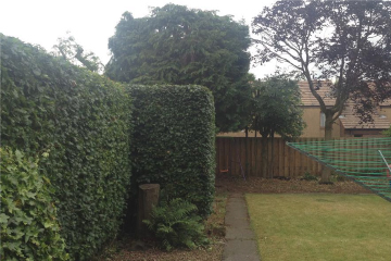 A tidy up of trees and hedges in a garden in Edinburgh, after photo