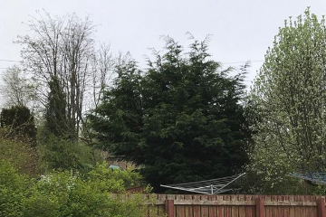 Cypress removal for a client in Penicuik, before photo