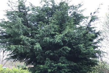Cypress removal for a client in Penicuik, before photo