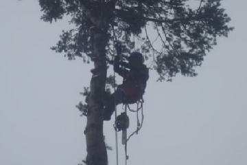 Douglas J Thomson Tree Surgery