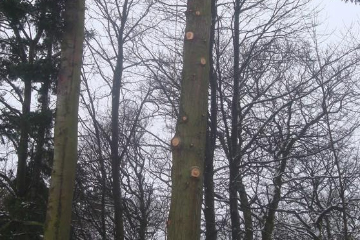 Stripping off the branches of the Douglas Firs