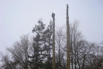 Job nearly done - the 2 poles ready to be felled