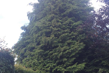 A tidy up of trees and hedges in a garden in Edinburgh, before photo
