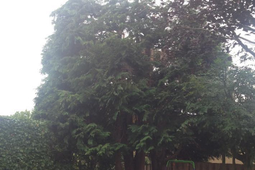 A tidy up of trees and hedges in a garden in Edinburgh, after photo